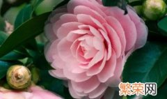 重庆市的市花为什么是山茶花 重庆市市花为什么是茶花