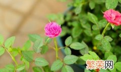 莆田市的市花和市树是什么 莆田市的市花是什么花