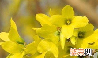 迎春花市介绍 迎春花是什么市的市花