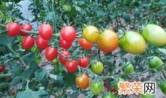 西红柿肥料施多了会怎样 西红柿施肥过度怎么解决