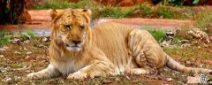 狮虎兽能繁衍吗 狮虎兽可以繁衍后代吗