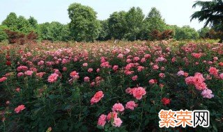杭州市有几个花市 杭州的市花是哪种花