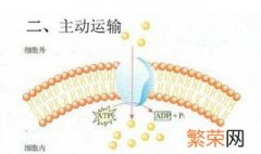 跨膜运输是主动运输还是被动运输 如何判断主动运输和跨膜运输