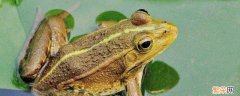 青蛙的眼睛有什么特点 青蛙的眼睛有什么特点和作用