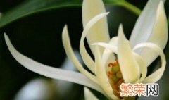 上海市花是哪个花 上海市的市花是什么花