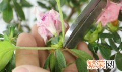 家里种杜鹃花吉利吗 家里种杜鹃花好吗