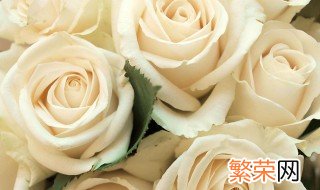 送白玫瑰代表什么意思 白玫瑰的花语是什么