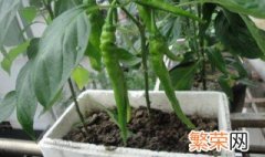 辣椒的种植方法 盆栽 辣椒盆栽的种法