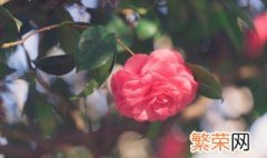 山茶花怎样养殖 山茶花怎样养殖视频