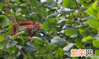 东北榛子树的种植方法 东北榛子树怎么种植