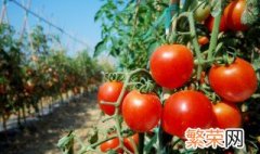 番茄怎么存放保鲜的时间比较长 番茄怎么保存时间长新鲜