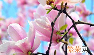 新沂市市花是什么花 临沂市的市花是什么