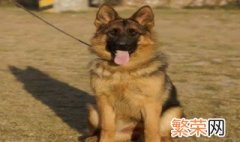 犬类智商排行榜 犬类智商排行榜图片