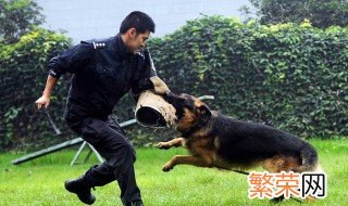 24集电视剧警犬赤龙分集剧情 警犬赤龙警犬被打第几集