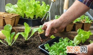 房顶种植需要注意什么 房顶种植需要注意哪些问题