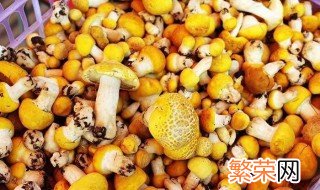 黄蘑菇怎么保存不会坏 黄蘑菇怎么保存