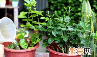 茉莉花什么时候剪枝 茉莉花剪枝时间