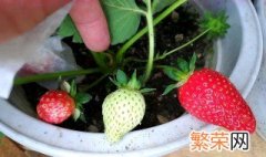 草莓盆栽种植方法大全 怎么种植草莓盆栽