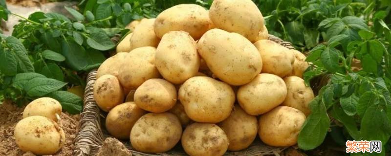 煮熟的土豆可以放多久 土豆可以放多久