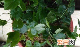 盆栽山药花可以放到室外种植吗 盆栽山药花可以放到室外种植吗冬天