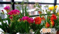 什么季节种香雪兰种球 春天3月能种植香雪兰种球吗