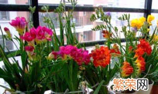 什么季节种香雪兰种球 春天3月能种植香雪兰种球吗