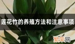 莲花竹养护方法 莲花竹的养殖方法和注意事项