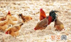 萧山鸡养殖方法 萧山鸡养殖方法介绍