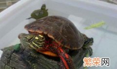 火焰龟饲养技巧 火焰龟怎么养