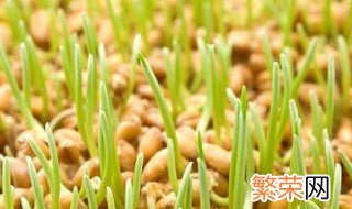 麦苗饲料种植技巧 对环境有什么要求