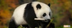 大熊猫的寿命大约是多少岁 大熊猫寿命一般是多少岁