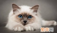 梦见猫怀孕是什么意思 梦见猫怀孕意思