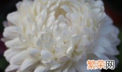 小菊花的养殖方法 小菊花的养殖方法介绍