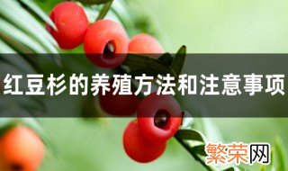 红豆杉的养殖方法和注意事项大全 红豆杉的正确养殖方法