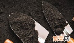 盆栽无花果树的养殖 盆栽无花果怎样养殖