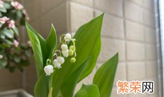 铃兰花几月份开花 铃兰花多长时间开花