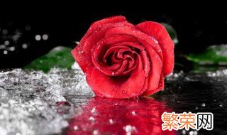 种植玫瑰花注意事项玫瑰苗种植方法 种植玫瑰花注意事项