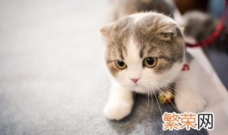 梦到好多猫是什么意思周公解梦 梦到好多猫是什么意思周公解梦