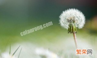 野生蒲公英根茶的做法 蒲公英根茶的制作方法