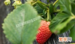 冬季草莓的种植方法和技术 冬季草莓的种植方法是什么