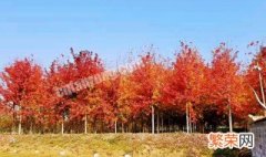 美国红枫树种植管理技术有哪些方法 美国红枫树种植管理技术有哪些