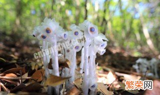 水晶兰种子的种植方法 水晶兰种子的种植方法视频