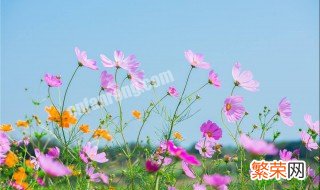 格桑花种植时间 格桑花应该什么时候播种