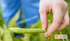 种植豆子方法 黄豆种植方法分享