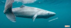 格陵兰鲨鱼寿命 格陵兰鲨鱼寿命是多少年