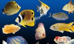 养热带鱼土方法 热带鱼养殖方法指南