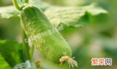 黄瓜种植技术及时间 黄瓜怎么种植