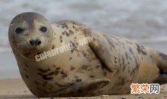 海狗鞭和海豹鞭的区别 海狗鞭和海豹鞭的区别