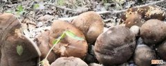 杨树下的蘑菇是什么蘑菇 杨树叶下的蘑菇