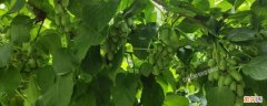 奇异莓种植技术 奇异莓是杂交品种吗